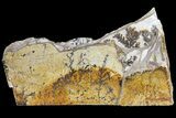 Dendrites On Limestone - Utah #169429-3
